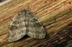 Attēlu rezultāti vaicājumam “Epirrita sp.”