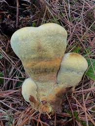 Attēlu rezultāti vaicājumam “Postia ptychogaster”