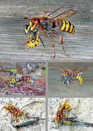 Attēlu rezultāti vaicājumam “Vespa crabro”