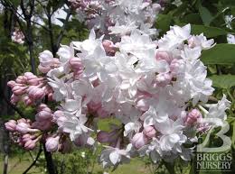 Attēlu rezultāti vaicājumam “Syringa vulgaris flower”