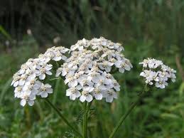 Attēlu rezultāti vaicājumam “Achillea salicifolia”