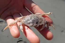 Attēlu rezultāti vaicājumam “Diderma crustaceum young”