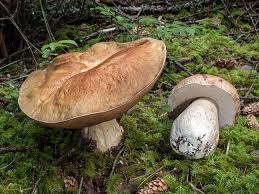 Attēlu rezultāti vaicājumam “Boletus edulis”