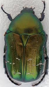 Attēlu rezultāti vaicājumam “Cetonia aurata imago”