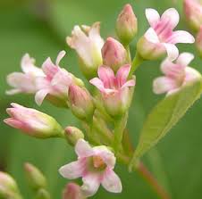 Attēlu rezultāti vaicājumam “Apocynaceae”