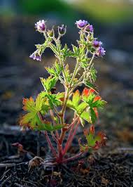Attēlu rezultāti vaicājumam “Geranium bohemicum flower”