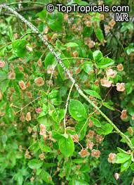 Attēlu rezultāti vaicājumam “Euonymus verrucosus”