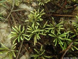 Attēlu rezultāti vaicājumam “Lobelia dortmanna flower”