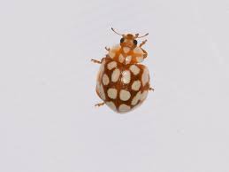 Attēlu rezultāti vaicājumam “Sospita vigintiguttata”