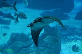 Image result for Mobula hypostoma