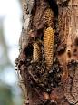 Beehive - Wikipedia, the free encyclopedia