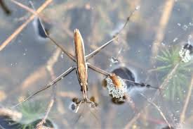 Attēlu rezultāti vaicājumam “Limnoporus rufoscutellatus”