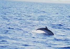 Image result for Stenella coeruleoalba