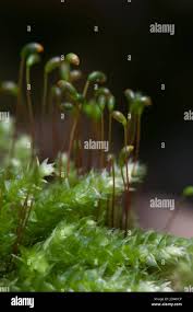 Attēlu rezultāti vaicājumam “Hypnum cupressiforme sporophyte”