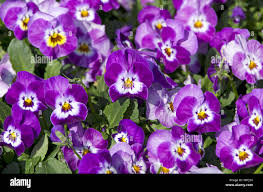 Image result for Hornveilchen