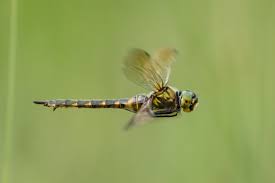 Attēlu rezultāti vaicājumam “Somatochlora flavomaculata”
