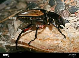 Attēlu rezultāti vaicājumam “Lucanidae”