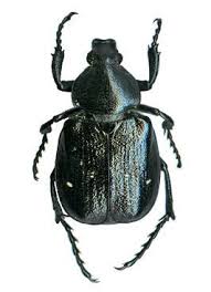 Attēlu rezultāti vaicājumam “Gnorimus variabilis”