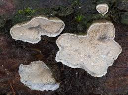 Attēlu rezultāti vaicājumam “Skeletocutis carneogrisea”