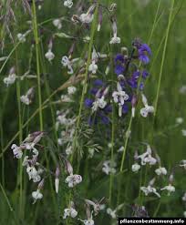 Attēlu rezultāti vaicājumam “Silene nutans flower”