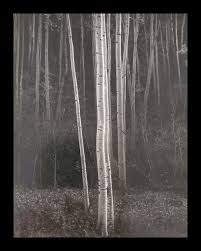 Image result for Ansel Adams Aspens New Mexico