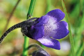 Attēlu rezultāti vaicājumam “Pinguicula vulgaris”