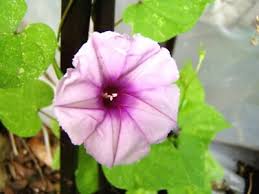 Image result for Ipomoea Lavender