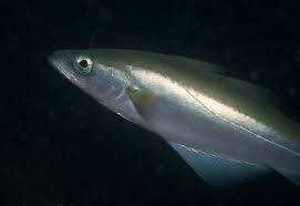 Image result for Pollachius pollachius