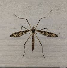 Attēlu rezultāti vaicājumam “Epiphragma ocellare”