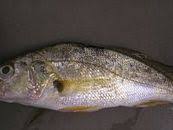 Image result for Micropogonias undulatus