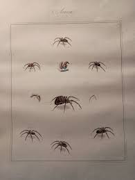 Attēlu rezultāti vaicājumam “Aranei”