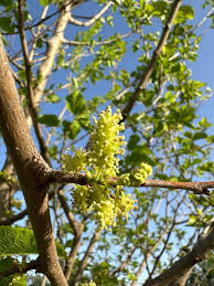 Attēlu rezultāti vaicājumam “Morus alba”