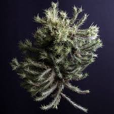 Attēlu rezultāti vaicājumam “Trichia alpina sessile”