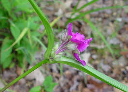 Attēlu rezultāti vaicājumam “Tradescantia virginiana”