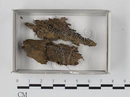 Attēlu rezultāti vaicājumam “Cribraria microcarpa”