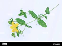 Attēlu rezultāti vaicājumam “Hypericum maculatum flower”