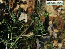 Attēlu rezultāti vaicājumam “Anthyllis maritima leaf”