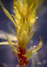 Attēlu rezultāti vaicājumam “Aulacomnium”