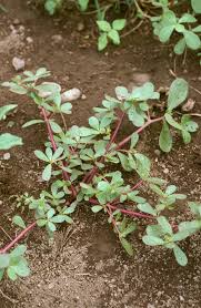 Attēlu rezultāti vaicājumam “Portulacaceae”