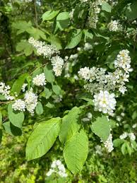 Attēlu rezultāti vaicājumam “Prunus padus var. roseiflora flower”