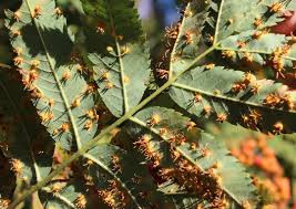 Attēlu rezultāti vaicājumam “Gymnosporangium cornutum”