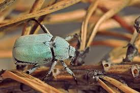 Attēlu rezultāti vaicājumam “Hoplia parvula”