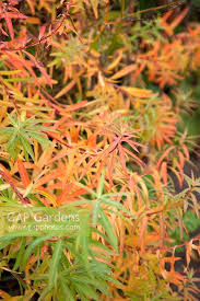 Attēlu rezultāti vaicājumam “Euphorbia palustris leaf”
