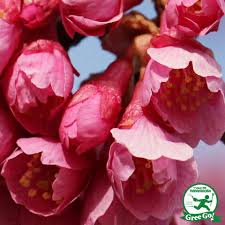 Image result for 緋寒桜