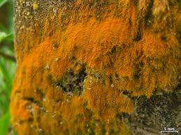 Attēlu rezultāti vaicājumam “Trentepohlia sp.”