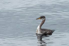 Image result for Podiceps grisegena