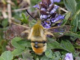 Attēlu rezultāti vaicājumam “Hemaris tityus”
