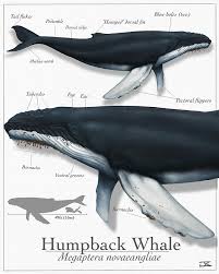 Image result for Megaptera novaeangliae