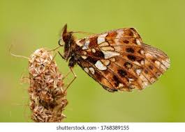 Attēlu rezultāti vaicājumam “Clossiana euphrosyne”