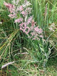Attēlu rezultāti vaicājumam “Holcus lanatus”